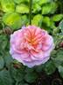 Eeuwige Passie rose photo