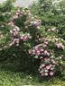 Jens Munk rose photo