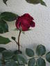 Anneliese rose photo