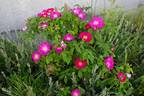 Asta rose photo