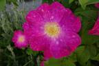 Asta rose photo