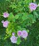 Blue Bird rose photo