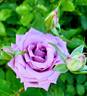 Blue Bird rose photo