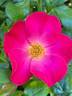 Talbot House® rose photo