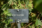Abricoté rose photo