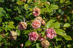 Abricoté rose photo
