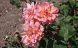 Anne Marie Trechslin ® rose photo