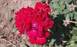 Gruss an Bayern ® rose photo