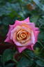 Blasco Ibañez rose photo