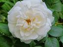 Cloud 10 rose photo
