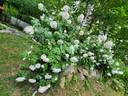 Cloud 10 rose photo