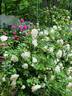 Cloud 10 rose photo