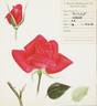 Vogue rose photo