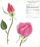 Editor McFarland rose photo