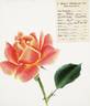 Koningin Astrid rose photo