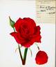 Rose of Freedom rose photo