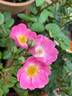 Salut à Luxembourg ® rose photo