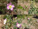 <i>Rosa corymbulosa</i> Rolfe rose photo