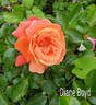 Diane Boyd rose photo