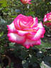Leo Ferré rose photo