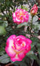 Leo Ferré rose photo