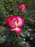 Leo Ferré rose photo