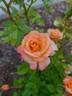 Cutie Pie ™ rose photo