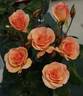 Howard Florey rose photo