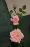 Figurine ™ rose photo