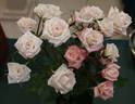 Minnie Pearl ™ rose photo