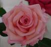 Melbourne Town rose photo