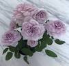 Rainy Blue rose photo
