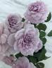 Rainy Blue rose photo