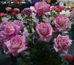 The Temptations ™ rose photo