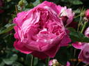 Accademia rose photo