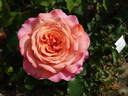Albrecht Dürer rose photo