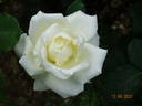 White Christmas rose photo
