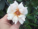 Gruss an Coburg rose photo