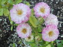 Baby Faurax rose photo