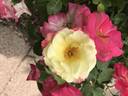 Campfire rose photo