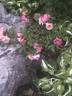 Campfire rose photo