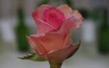 Flamingo ® rose photo