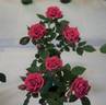 Hi Ho rose photo