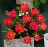 Hot Tamale rose photo
