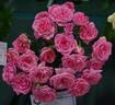 Delicious rose photo