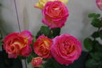 Annie's Song rose photo