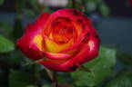 Perfect Moment ™ rose photo