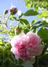 Blush Hip rose photo
