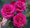 Flemington Racecourse rose photo