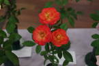 Cricket ™ rose photo